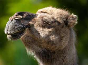 Opel-Zoo, Dromedar.jpg