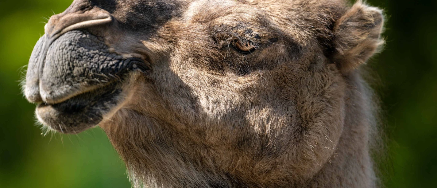 Opel-Zoo, Dromedar.jpg