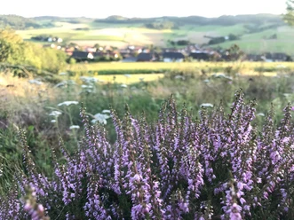 Heideblüte