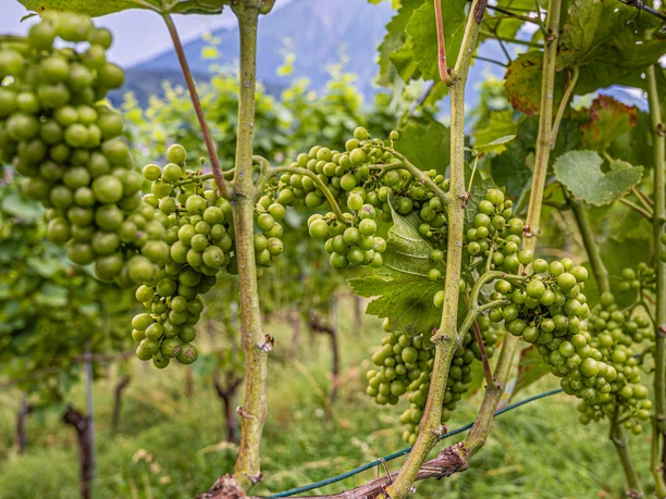 alpine-weinklultur-spiez-regen.jpg