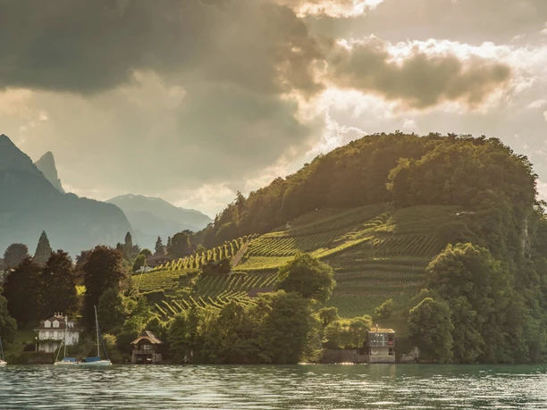 alpine-weinklultur-spiez-weinberg.jpg