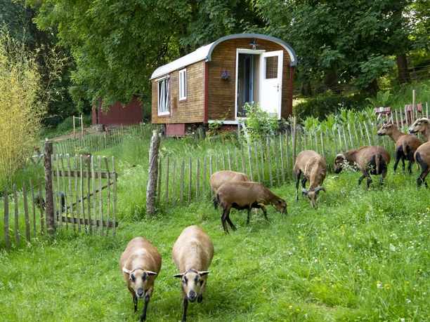 Bremm Zirkuswagen: Außenansicht mit Schafen