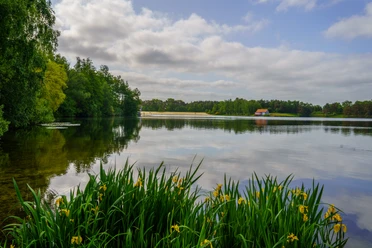 Wald, Land, See_Arnold Wanning.jpg
