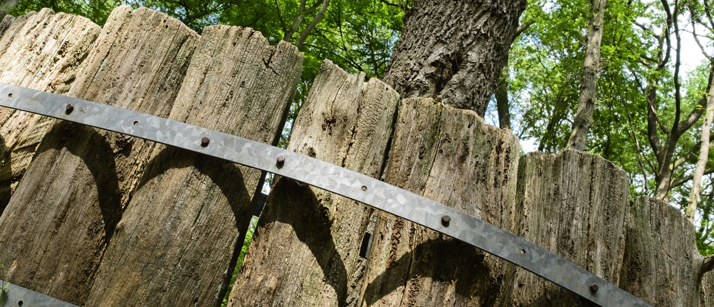 Wald, Venn, Rabenbaum_Heiko Peter.jpg