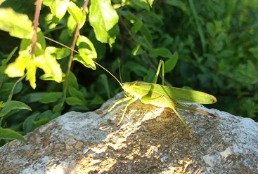Auf Insektensuche