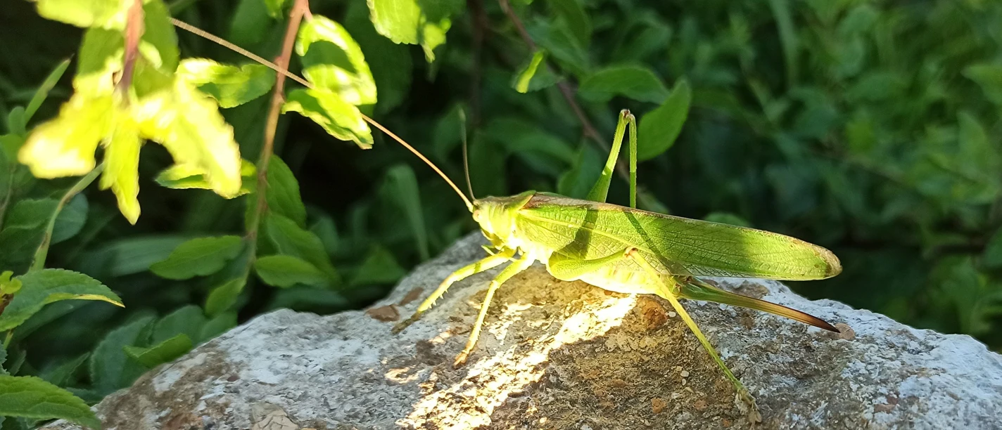 Auf Insektensuche