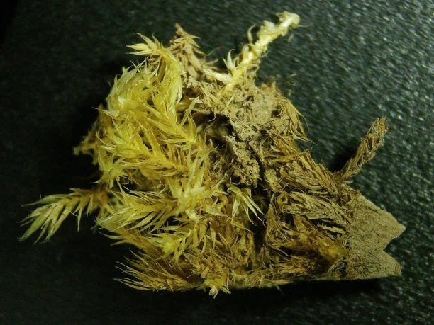 Holz vermodert