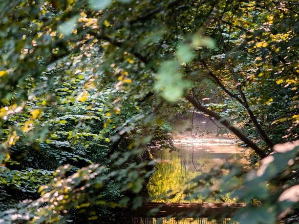 Bäckerwall mit Teich im Grüner Natur