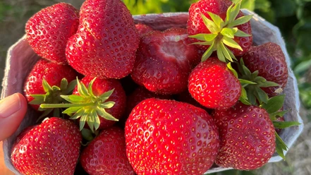 Frisch geerntete Erdbeeren vom Hof Averbeck Frisch geerntete Erdbeeren vom Hof Averbeck