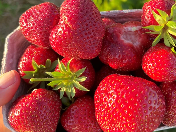 Frisch geerntete Erdbeeren vom Hof Averbeck Frisch geerntete Erdbeeren vom Hof Averbeck