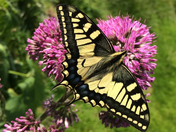 Flora und Fauna in Bellwald