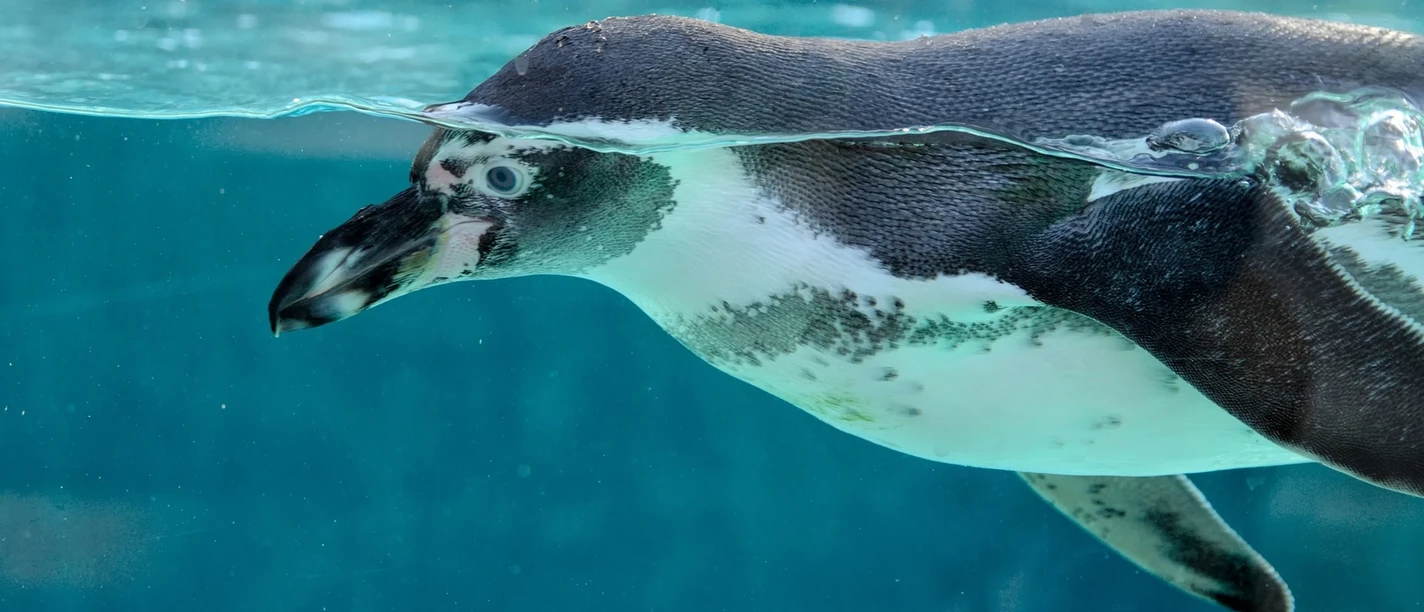 Pinguin Pixabay
