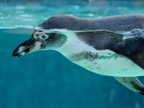 Pinguin Pixabay