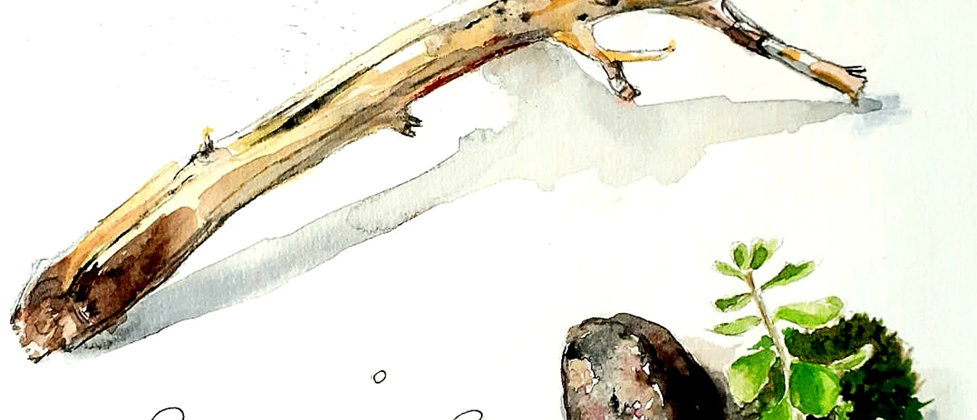 Illustrieren lernen auf deine Art!