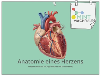 Bild_Herzkurs_MmR.png Anatomisches Herzmodell mit Hinweis auf Präparationskurs im MINTmachRaum