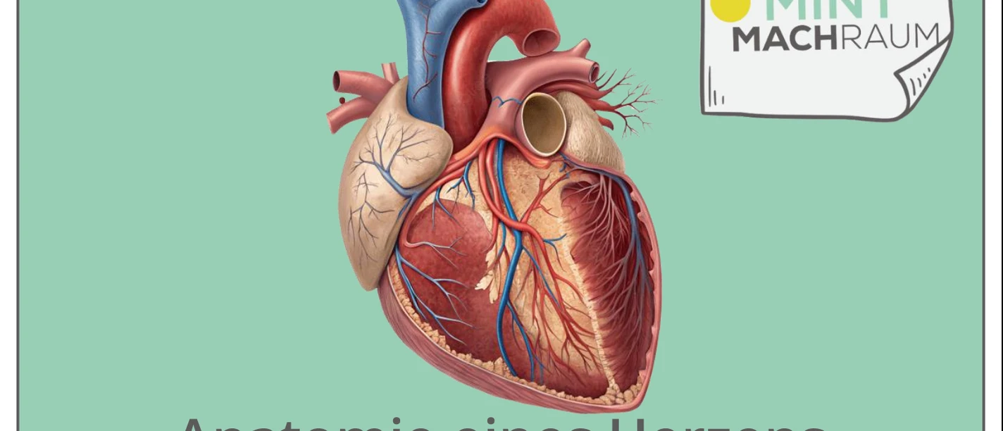 Bild_Herzkurs_MmR.png Anatomisches Herzmodell mit Hinweis auf Präparationskurs im MINTmachRaum