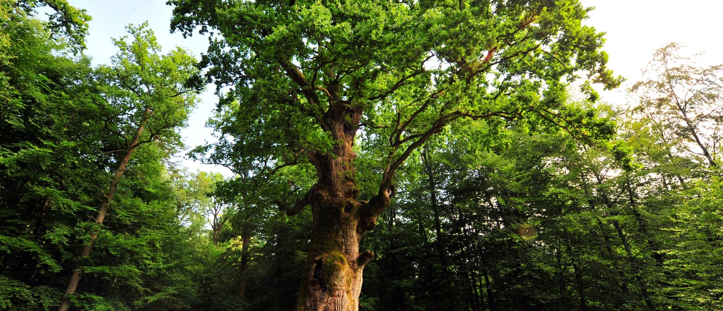 Hammundeseiche Friedewald