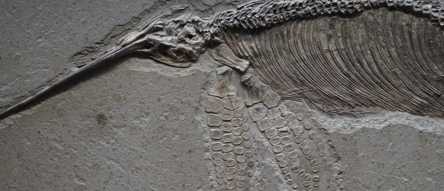 efraimstochter-fish-dinosaur-1257307_1920_pixabay.jpg