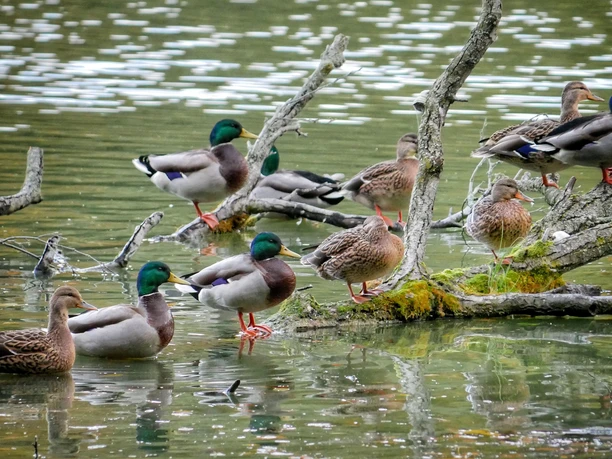 Enten am Madlitzer See
