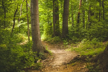 Waldweg Ein Pfad, der durch einen Wald führt