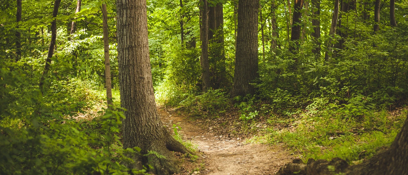 Waldweg Ein Pfad, der durch einen Wald führt
