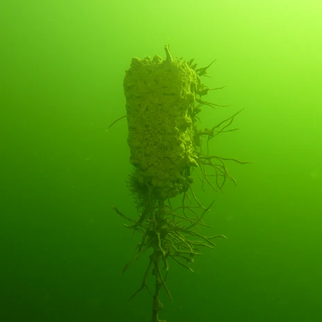 Überwucherte Flasche im Allersee.