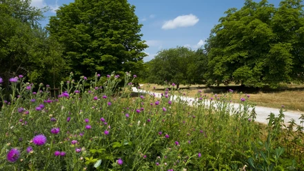 Arboretum (HessenForst Foto Pulwey).jpg