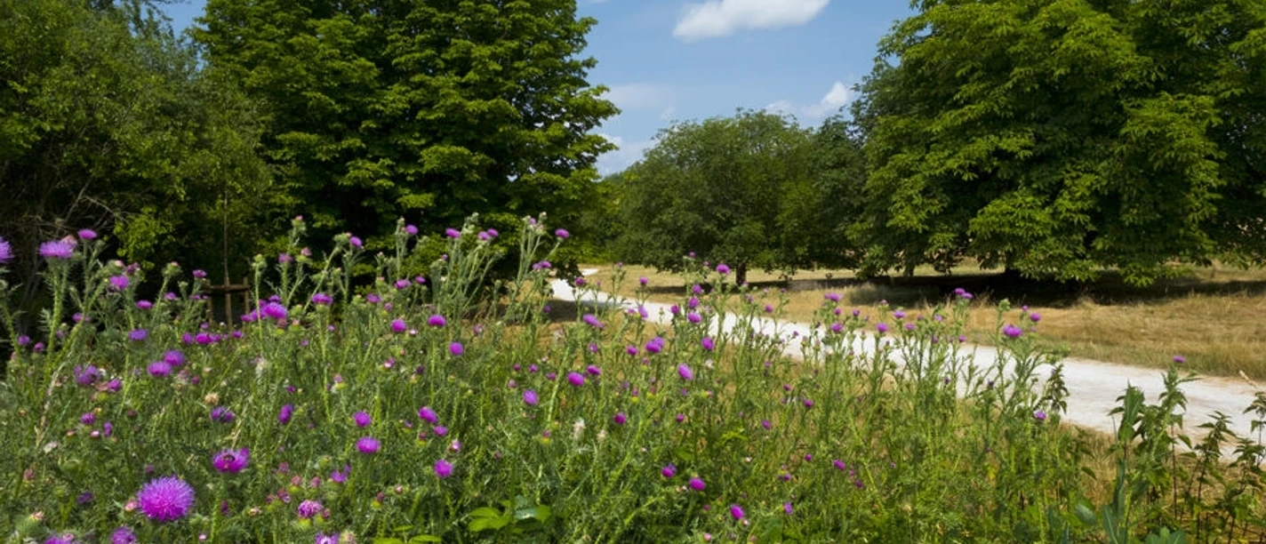 Arboretum (HessenForst Foto Pulwey).jpg