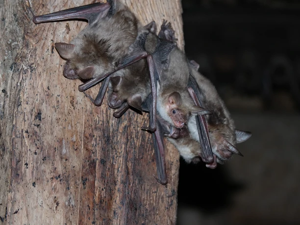 3 Grosses Mausohr 4 www fledermausschutz ch schmal