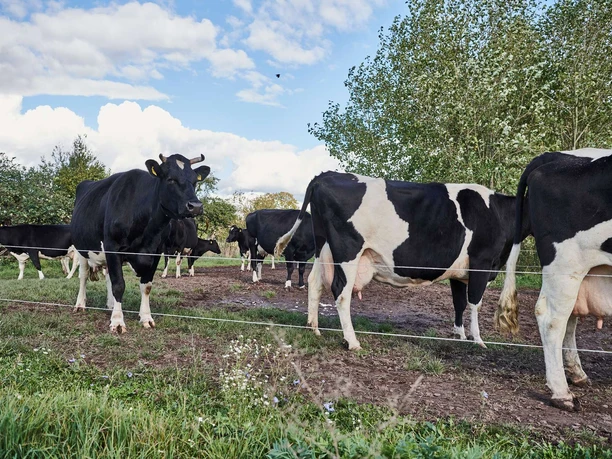 Landwirtschaft auf dem Hofgut Oberfeld
