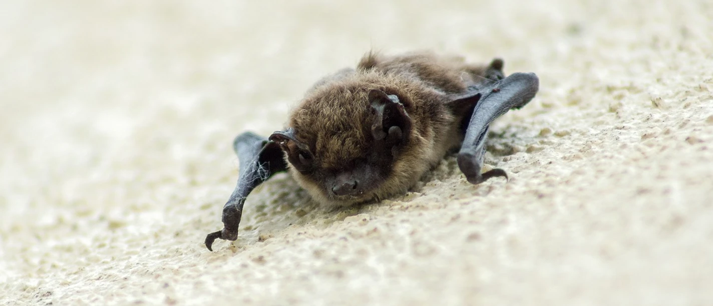 Fledermaus (bat-3380678_1280 (biancamentil auf Pixabay)).jpg