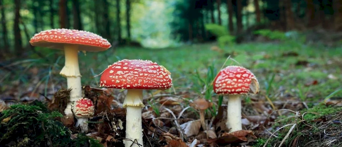 Pilze2x.jpg
