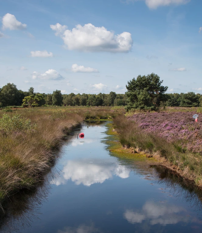 Emsland Moormuseum in Geeste – Außengelände Hochmoor 03 ©Naturpark Moor-Veenland, Holger Leue.JPG