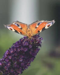 pexels-Schmetterling.jpg