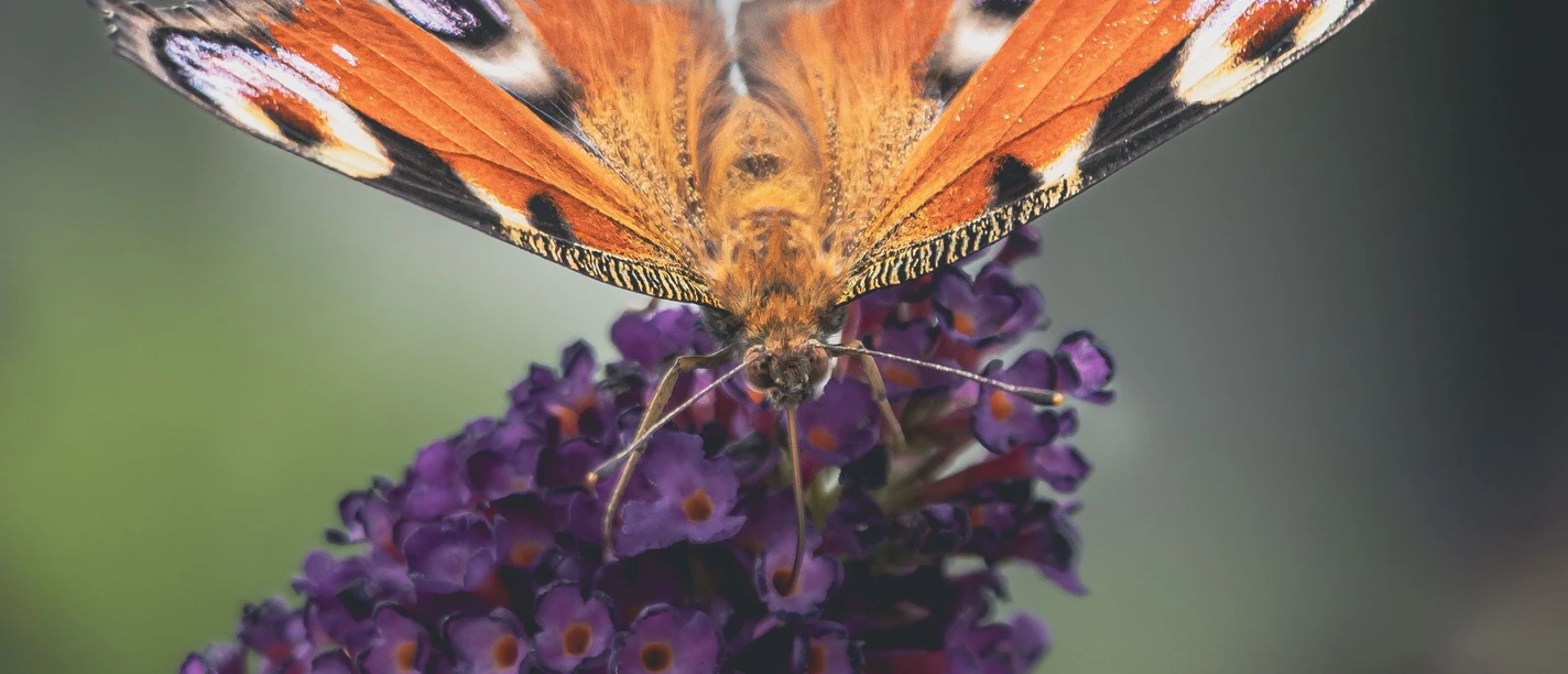 pexels-Schmetterling.jpg