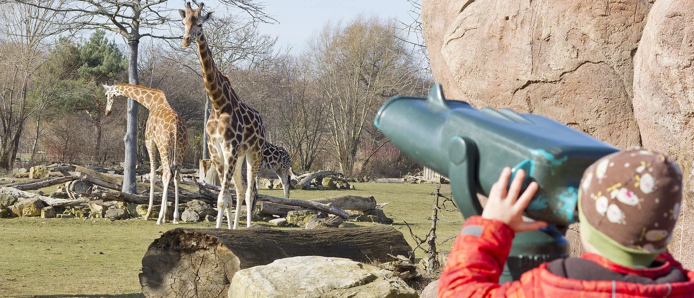 Giraffen_beobachten__c__Zoo_Leipzig.jpg