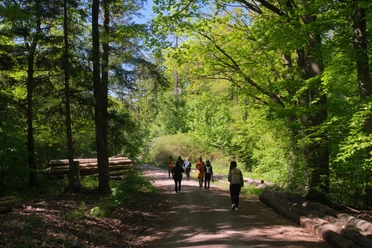 farnfunken - durch den Wald farnfunken - durch den Wald