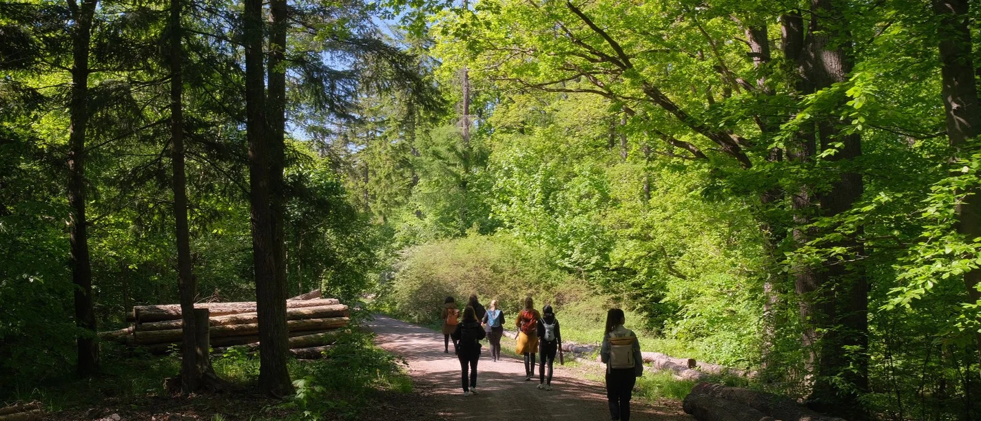 farnfunken - durch den Wald farnfunken - durch den Wald