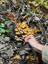 farnfunken - Pilzlehrwanderung farnfunken - Pilzlehrwanderung
