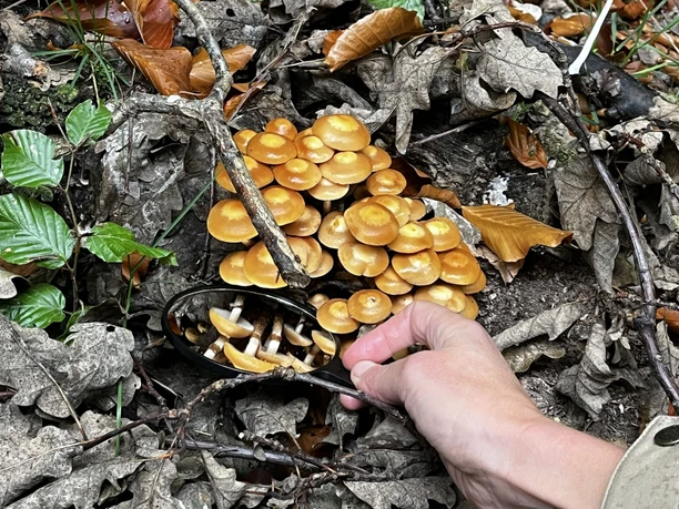 farnfunken – svampevandring med undervisning farnfunken – svampevandring med undervisning