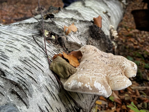 farnfunken – svampevandring med undervisning farnfunken – svampevandring med undervisning