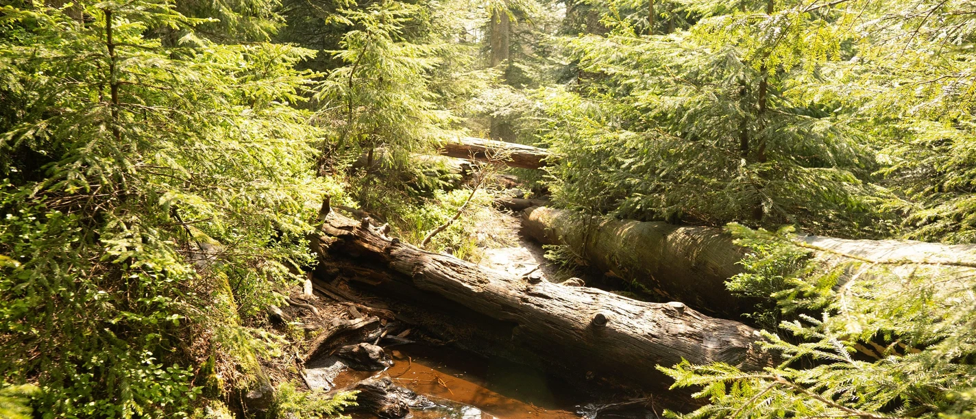 Nationalpark Schwarzwald