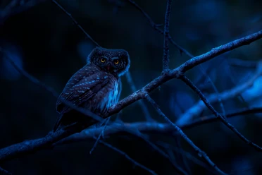 pexels-tiere in der Nacht.jpg