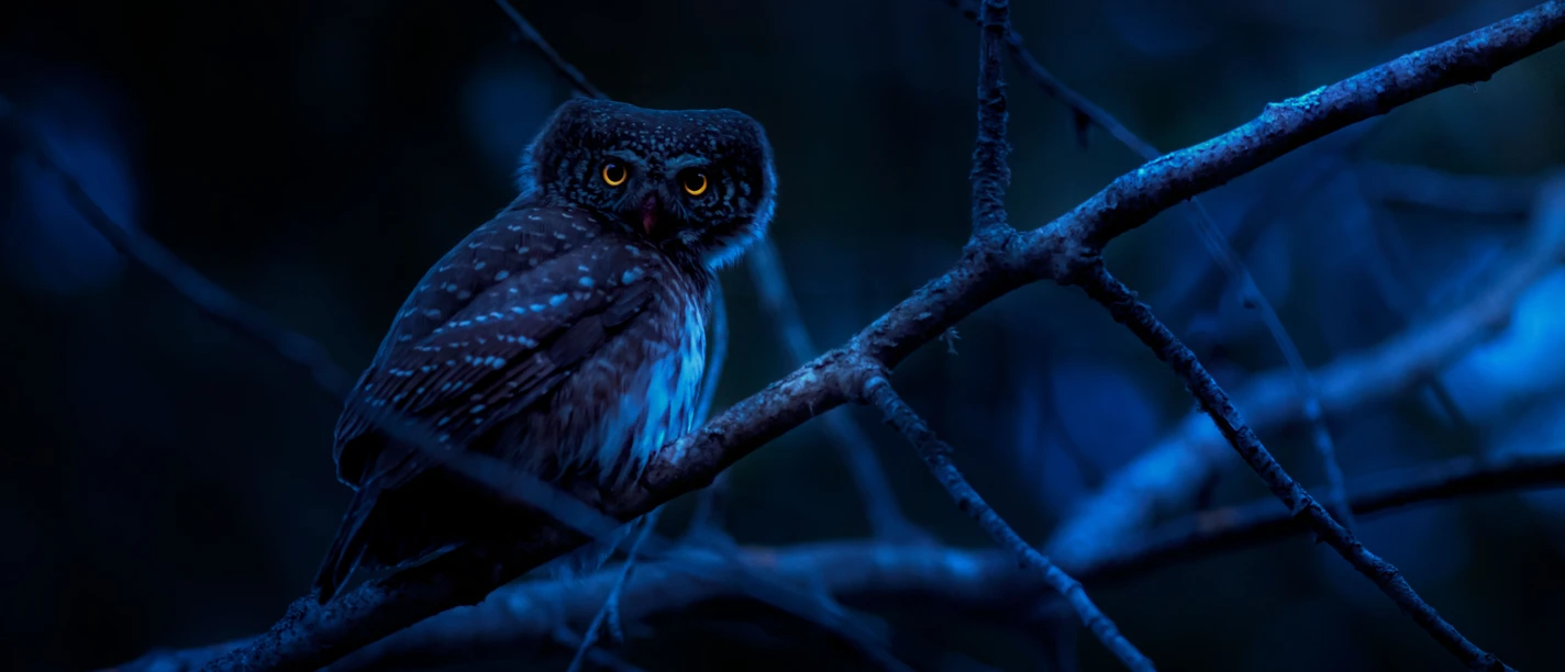 pexels-tiere in der Nacht.jpg