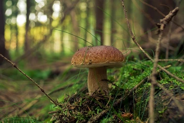 Pilzseminar Pilz im moosigen Waldboden, stimmungsvoller Einblick ins Pilzseminar.