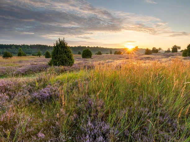 Ellerndorf_Ellerndorfer_Wacholderheide_Heidebluete_ccbysa_Thorsten_Link_20250812-10.jpg