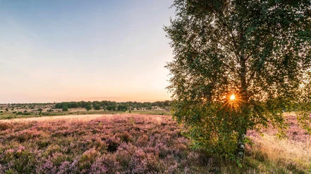 suhorn-dennis-karjetta.jpg Blühende Heide bei Sonnenuntergang mit Birke und weitem Blick über die Landschaft.