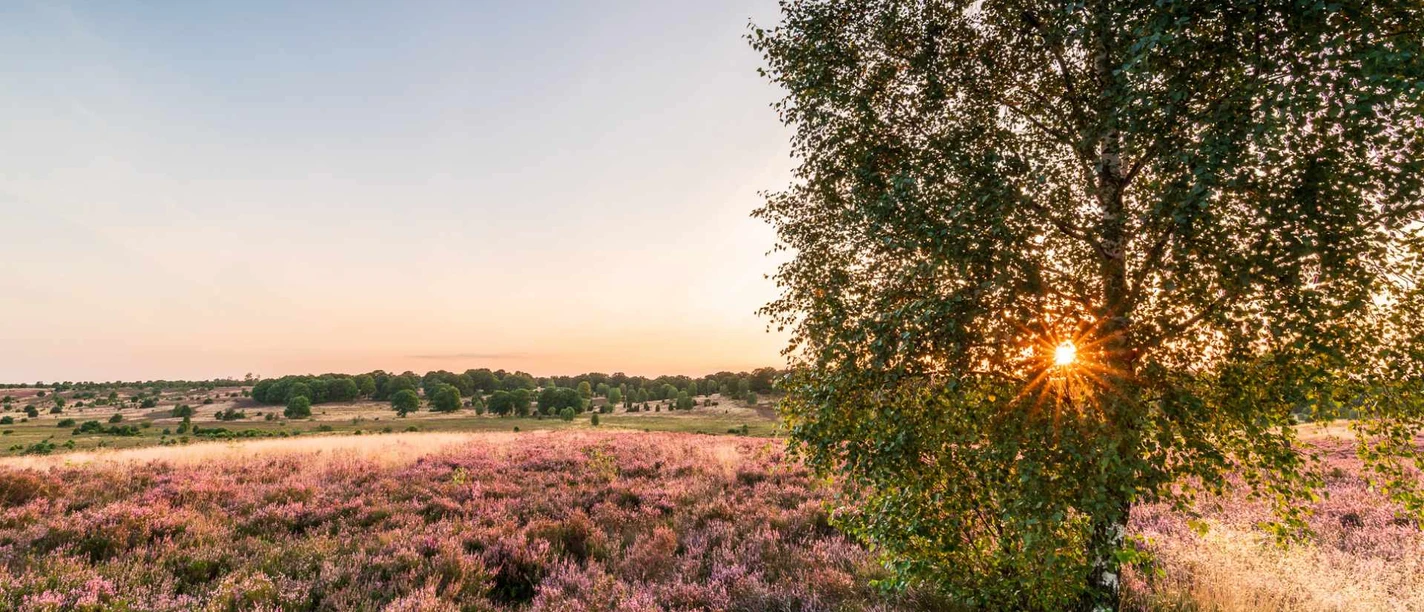 suhorn-dennis-karjetta.jpg Blühende Heide bei Sonnenuntergang mit Birke und weitem Blick über die Landschaft.