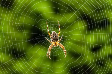Kreuzspinne