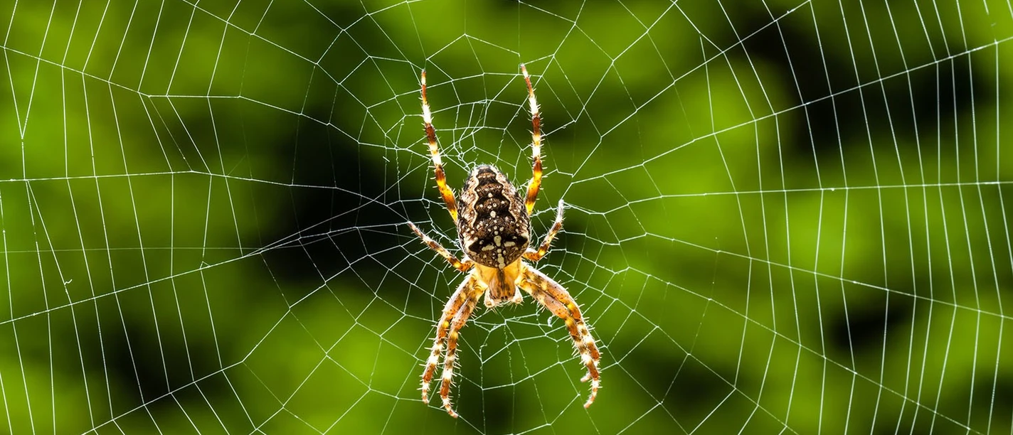 Kreuzspinne